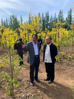 [四川成都苗圃基地行业动态]这种银杏不仅秋季金叶，春季叶色也是金黄