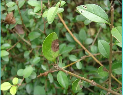 【苗圃基地实用技术】事半功倍！春夏园林植物病害防治技术