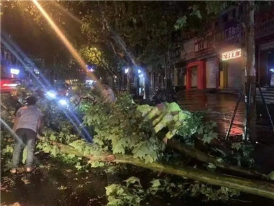 【花木行业快讯】遭遇极端天气，浙江金华苗木业损失惨重