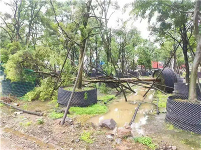 【花木行业快讯】遭遇极端天气，浙江金华苗木业损失惨重