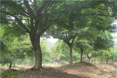 四川成都苗圃基地小编-精品热销鸡爪槭基地游记