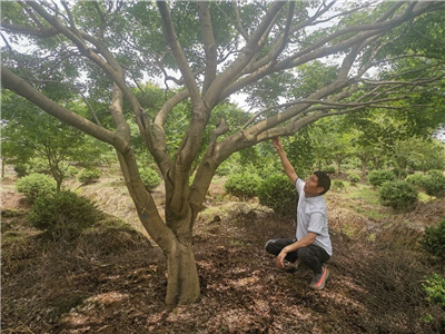 四川成都苗圃基地小编-精品热销鸡爪槭基地游记