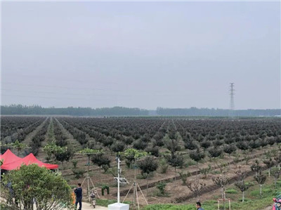 四川成都苗圃基地小编谈“退苗还耕”不仅有苗木种植户无奈，还有机遇