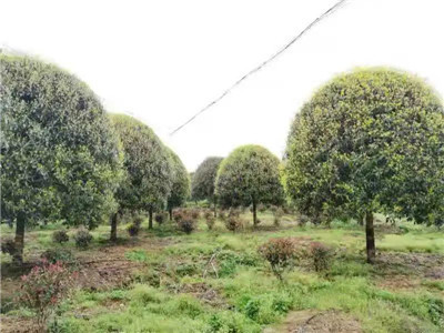 四川成都苗圃基地小编谈“退苗还耕”不仅有苗木种植户无奈，还有机遇