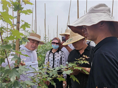 四川成都苗圃基地小编送你；七千万换来的苗圃实战心得！