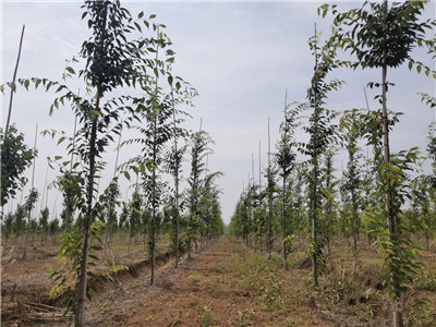 四川成都苗圃基地小编送你；七千万换来的苗圃实战心得！