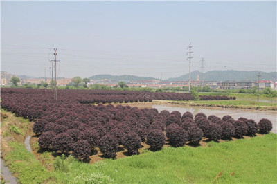 四川成都苗木基地小编带你认识；从一亩地到一千万，一个从地里“长”出来的苗木人