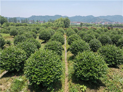 四川成都苗木基地小编带你认识；从一亩地到一千万，一个从地里“长”出来的苗木人