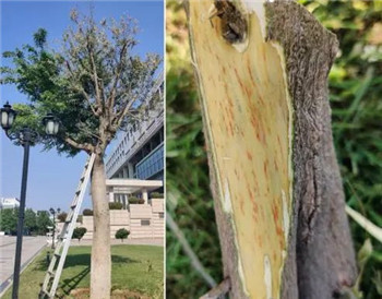 成都温江苗圃基地小编谈面园林花木病害复杂多样性及防治措施