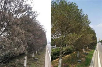 成都温江苗圃基地小编谈面园林花木病害复杂多样性及防治措施