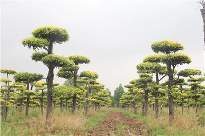 成都花木基地小编带你看，2000亩充满“奇想”的造型树苗圃