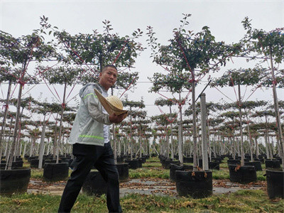 成都温江苗圃基地小编带你看这个95%的人都“看不懂”的苗圃，会成为大赢家吗？