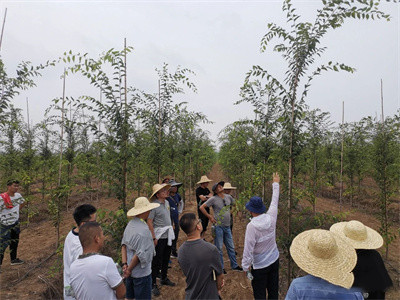 成都温江苗圃基地小编带你看这个95%的人都“看不懂”的苗圃，会成为大赢家吗？