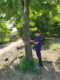 【成都温江苗圃基地行业访谈】他种美国红枫的诀窍，竟然是“让树慢些长”