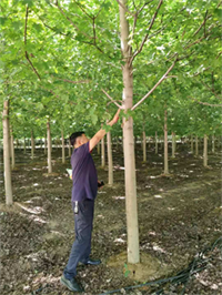 【成都温江苗圃基地行业访谈】他种美国红枫的诀窍，竟然是“让树慢些长”