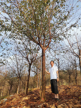 苗圃封禁七年，直播5万株高杆樱花待售，她把自己逼成花木达人