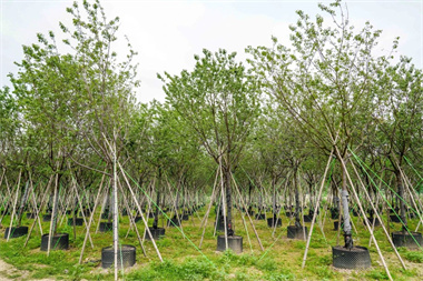 苗圃封禁七年，直播5万株高杆樱花待售，她把自己逼成花木达人