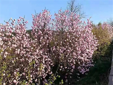 【成都花木协会行业访谈】种梅花，还是种月季里的哲学