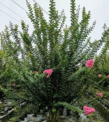 成都地区花木求购信息（8月30日）