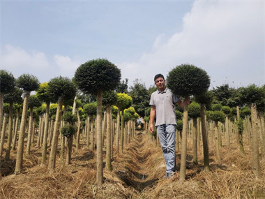 建苗圃一年卖百万，他种了一片“棒棒糖工厂”，还升级了庭院花境的“造型库”