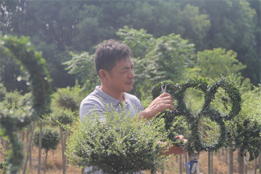 建苗圃一年卖百万，他种了一片“棒棒糖工厂”，还升级了庭院花境的“造型库”