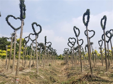 建苗圃一年卖百万，他种了一片“棒棒糖工厂”，还升级了庭院花境的“造型库”