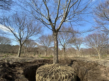 园艺园林界年会，今年不怎么谈转型了【成都苗圃协会行业动态】