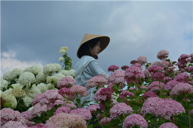 苗圃变身直播间，“快抖”时代，花木企业如何“变道加速”​？