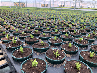 成都花木基地小编解读；进口基质运费增、原料涨，但花木价就是不涨，谁慌了？