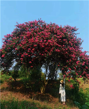 一把剪子修出千株造型树苗，背后是三十年的功力和定力！【苗圃赏析】