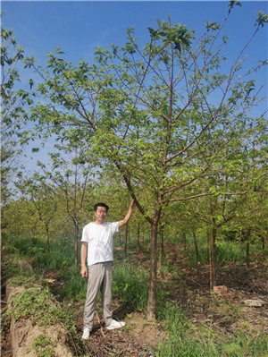 【花木人物志】他育的百万株樱花树苗，缘何一季销空？