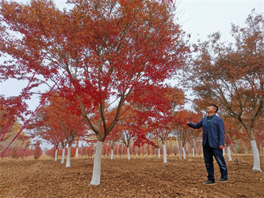 苗圃人历经两年的极寒、雨涝，心酸，感悟一席谈