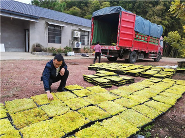 亩产十万，定产定销，他从一株小草里“挖”出花木大市场