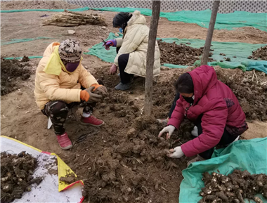 成都花木基地小编教你用土法子帮美人蕉越冬