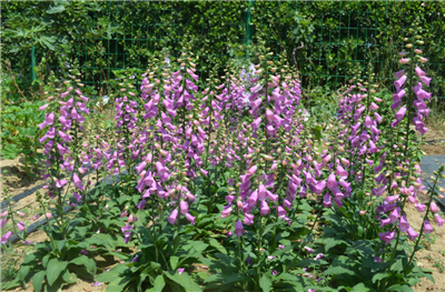 多年生造景全面能手—毛地黄“粉豹” | 花木新品