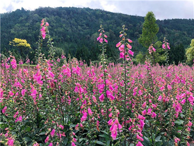 多年生造景全面能手—毛地黄“粉豹” | 花木新品