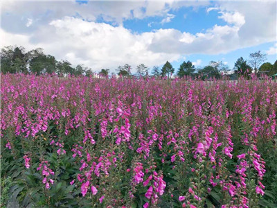 多年生造景全面能手—毛地黄“粉豹” | 花木新品