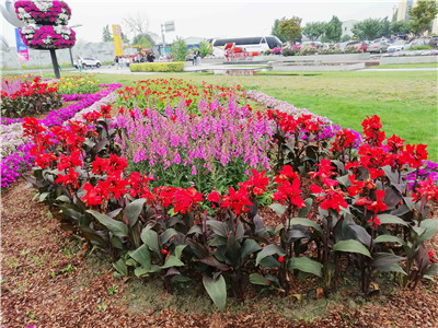 多年生造景全面能手—毛地黄“粉豹” | 花木新品