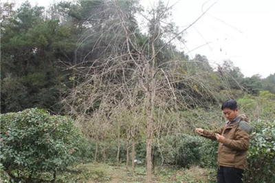 垂樱十年,一个苗圃人的坚守|成都苗圃协会行业人物志