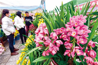 成都年宵花 你最爱哪一款 | 花木专题