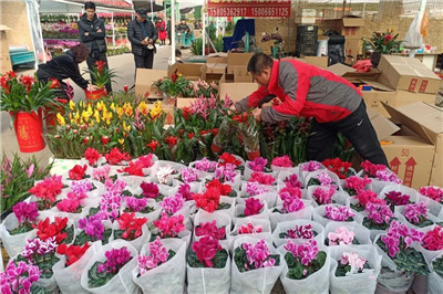 成都年宵花 你最爱哪一款 | 花木专题