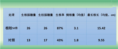 解决“锦绣紫”扦插难题，成都温江花木基地有办法！