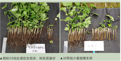 解决“锦绣紫”扦插难题，成都温江花木基地有办法！