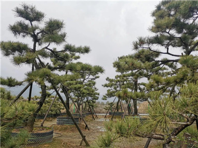 成都花木网小编带你逛萧山千亩苗木市场