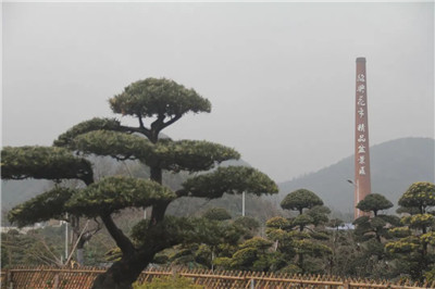 成都花木网小编带你逛萧山千亩苗木市场