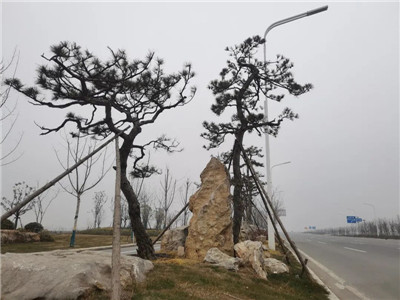 高架桥下的风景|成都苗圃基地行业动态