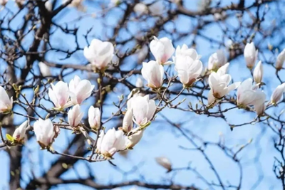 白色的玉兰是白玉兰，紫色的就是紫玉兰吗？错！|成都花木基地行业科普