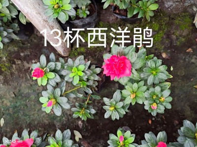 7月各地盆花市场 |成都温江苗木基地花市动态