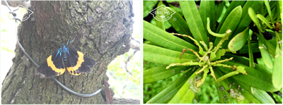 成都苗圃基地小编谈；苗木上常见食叶害虫的发生与防治新技术