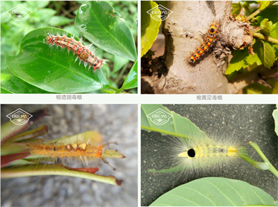 成都苗圃基地小编谈；苗木上常见食叶害虫的发生与防治新技术